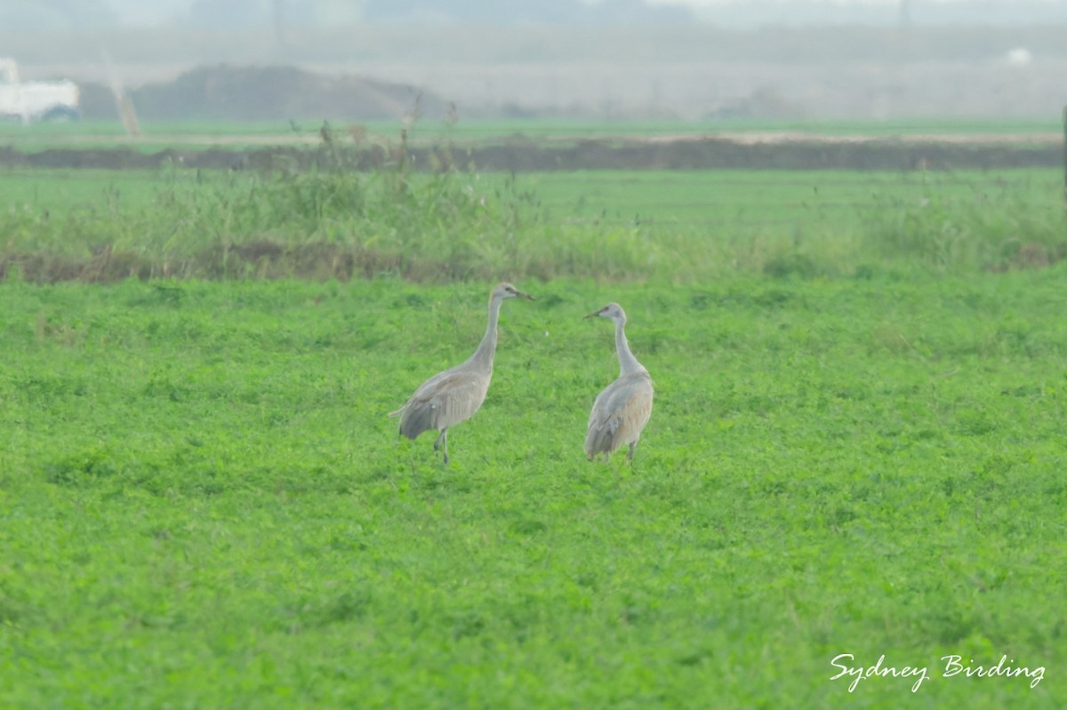 Kurrilo kanadarra - ML646381919