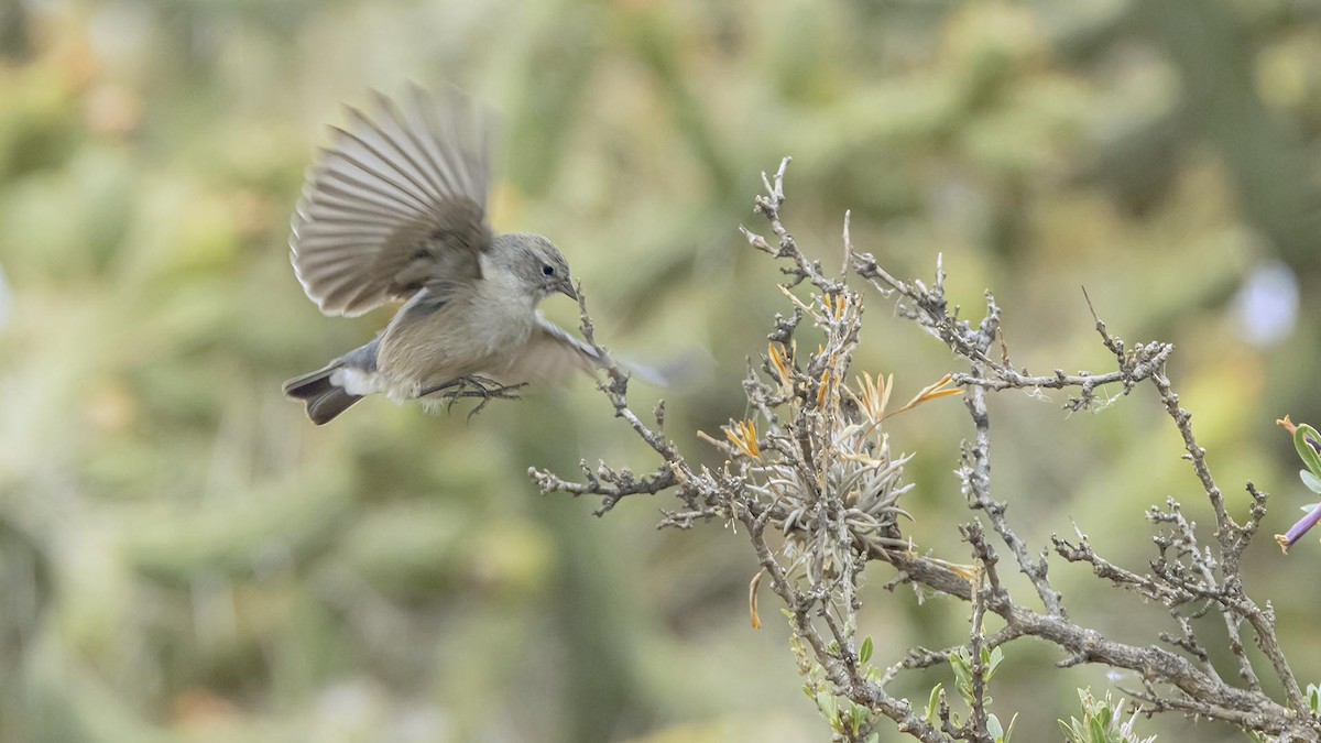 Ash-breasted Sierra Finch - ML646381922
