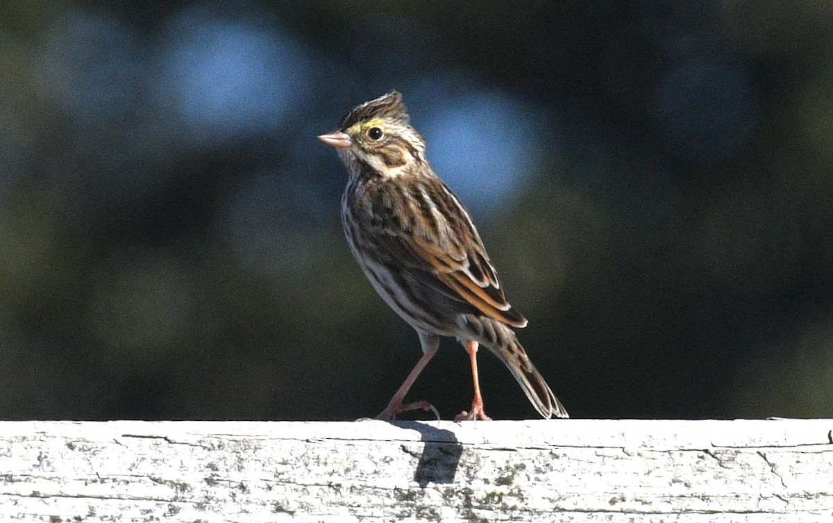 稀樹草鵐 - ML646381924