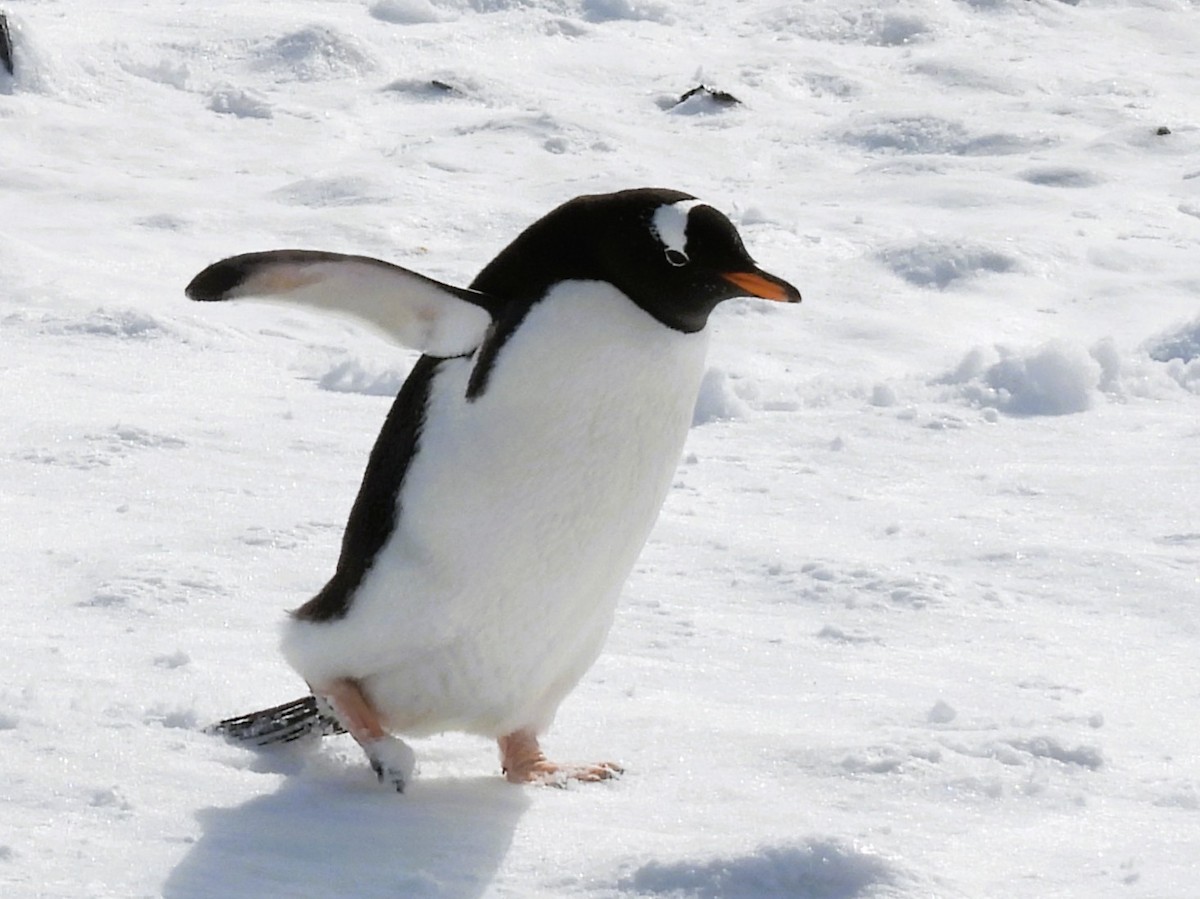 bøylepingvin - ML646381925