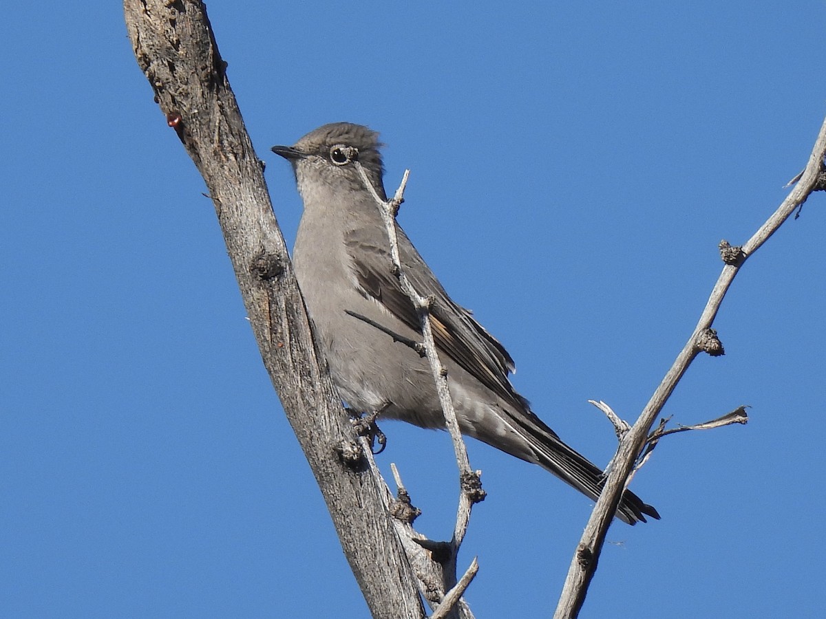 Townsend's Solitaire - ML646381933
