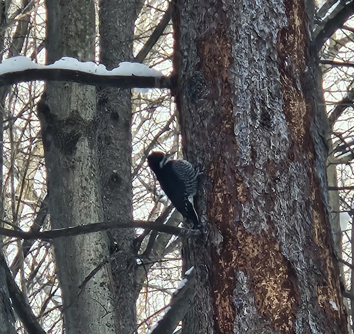 Black-backed Woodpecker - ML646381934
