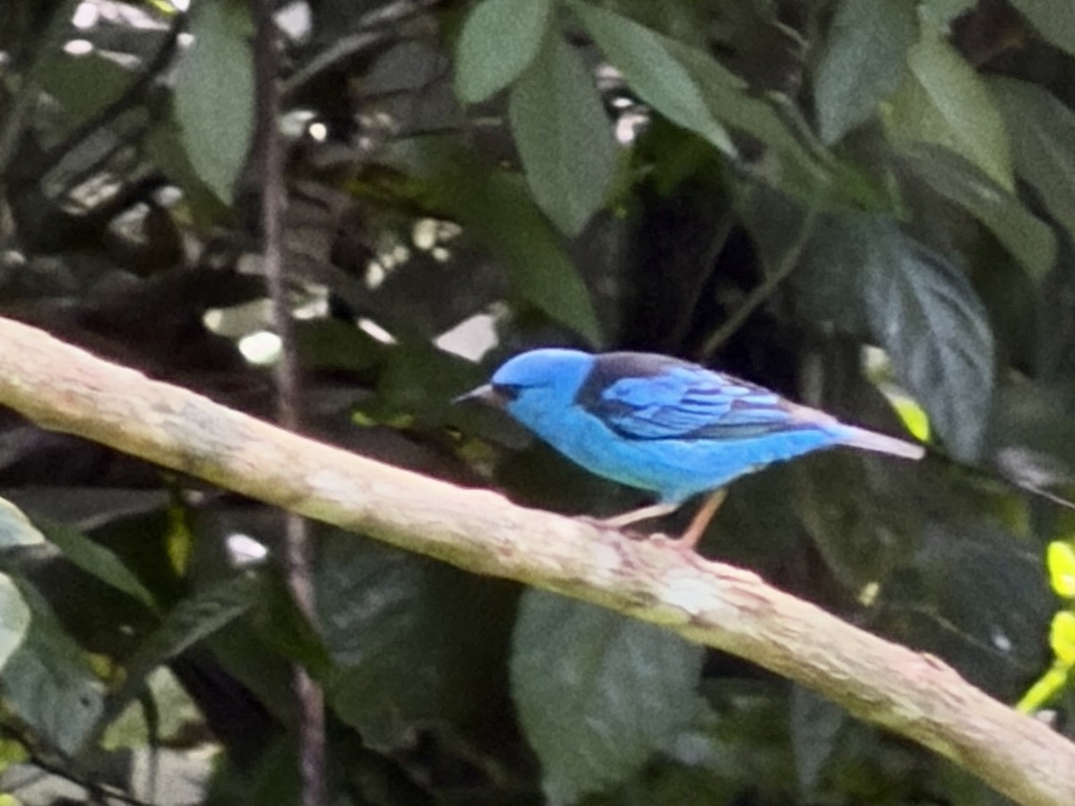 Blue Dacnis - ML646381935