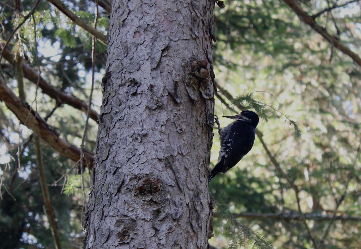 Black-backed Woodpecker - ML646381936