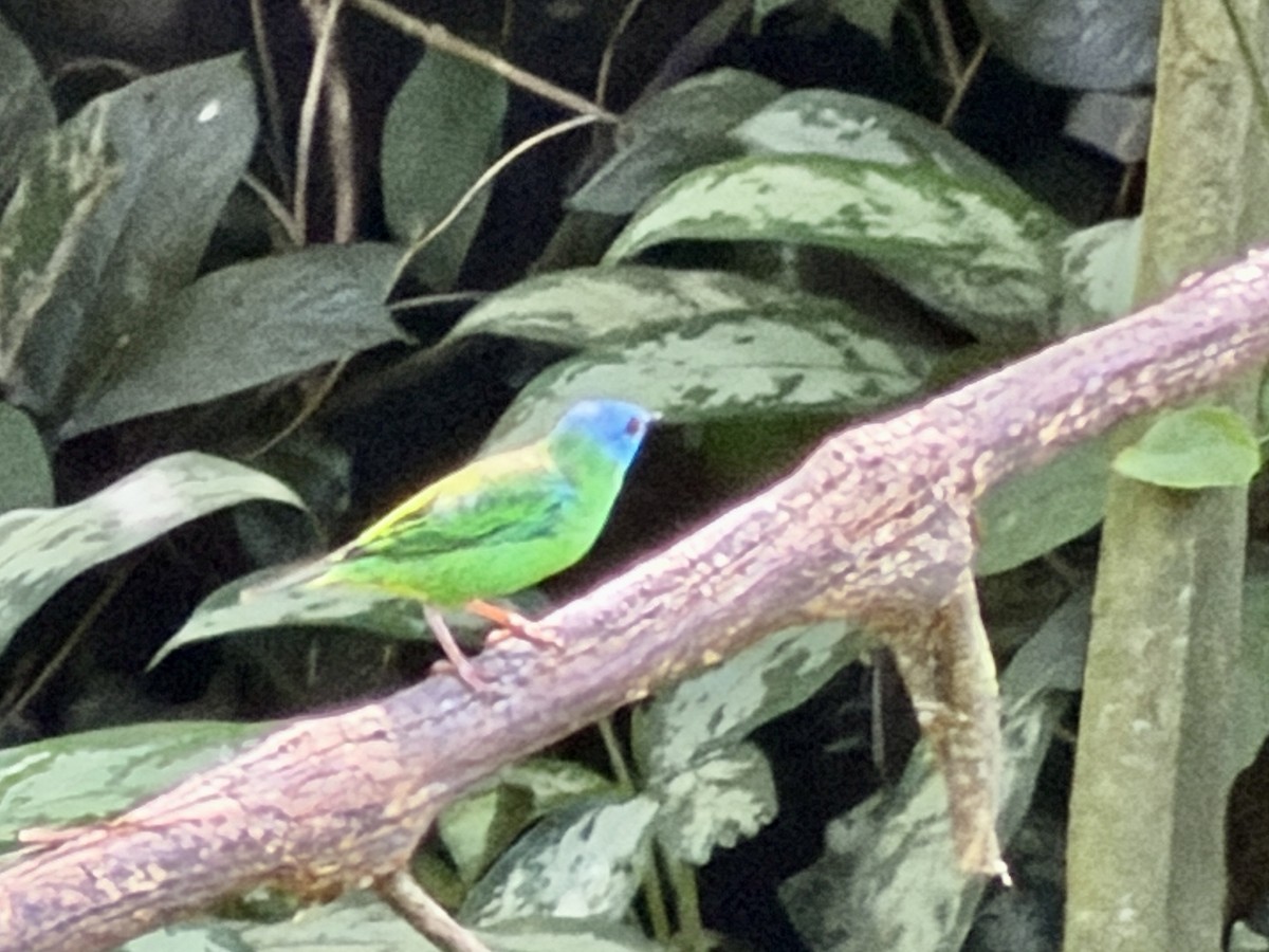 Blue Dacnis - ML646381938