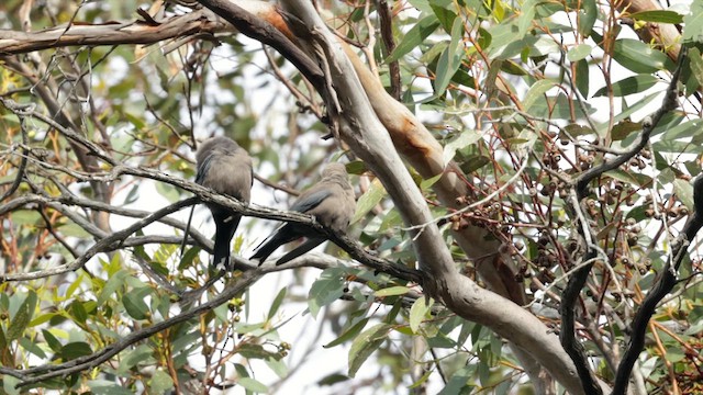 Langrayen sordide - ML646381939