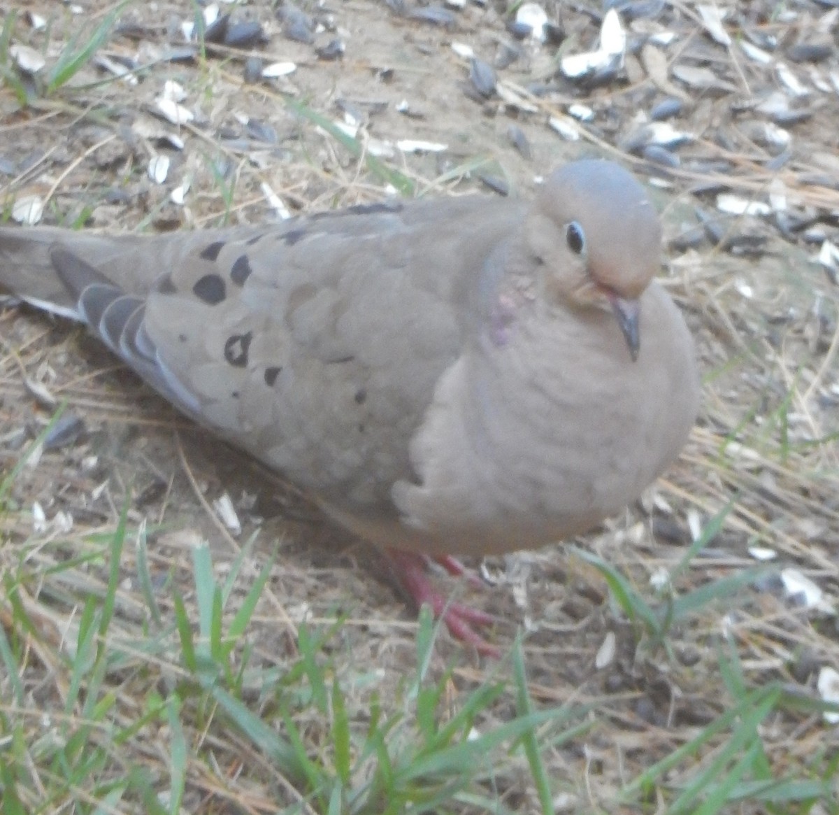 sørgedue - ML646381944