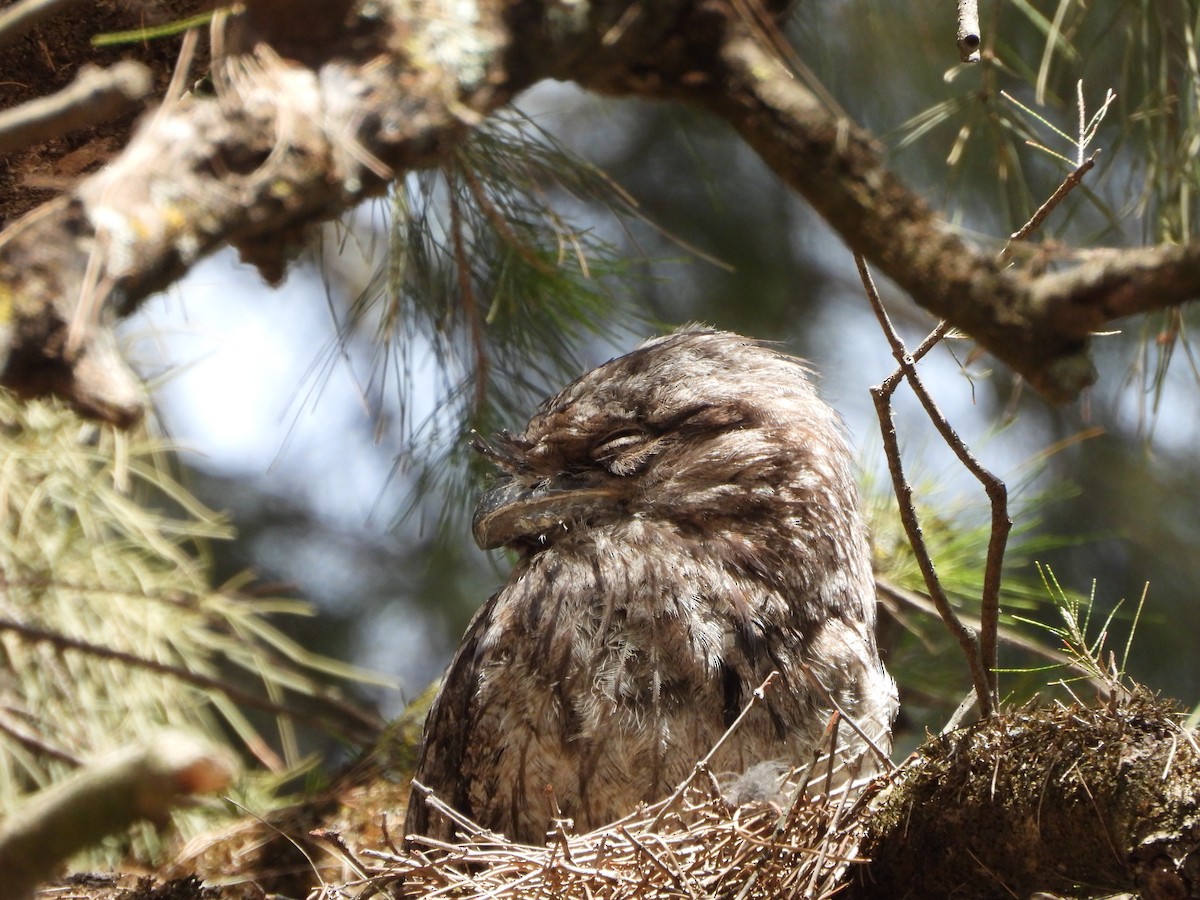 Tawny Frogmouth - ML646381945