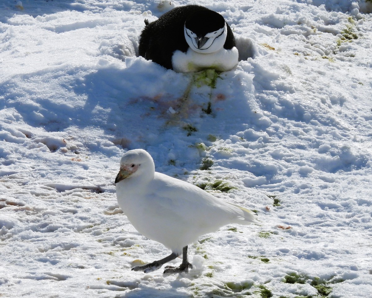 ringpingvin - ML646381946