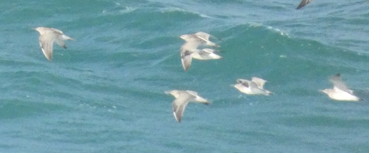 Cory's Shearwater - ML646381948