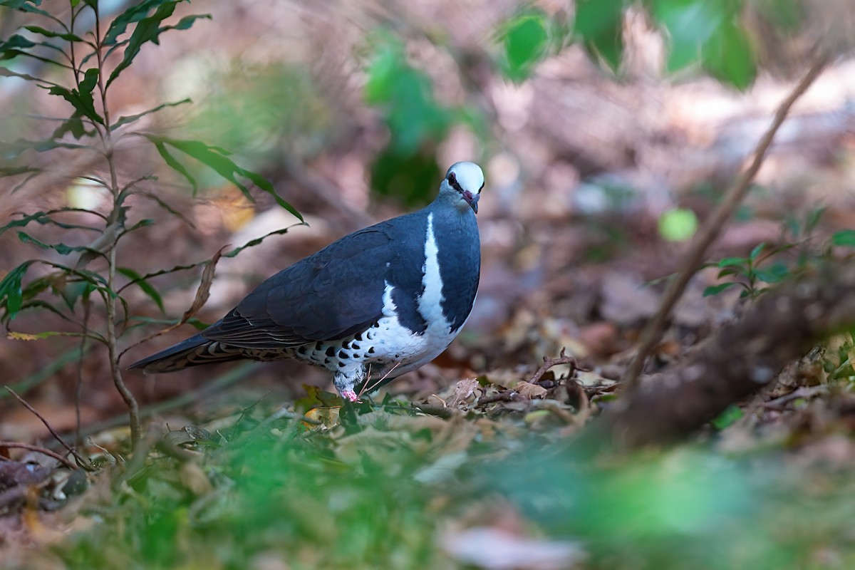 Вонга - ML646381949