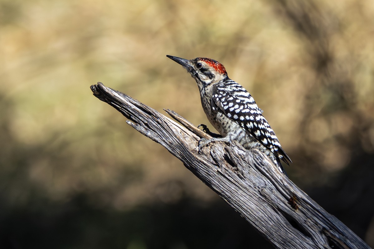 Ladder-backed Woodpecker - ML646381950
