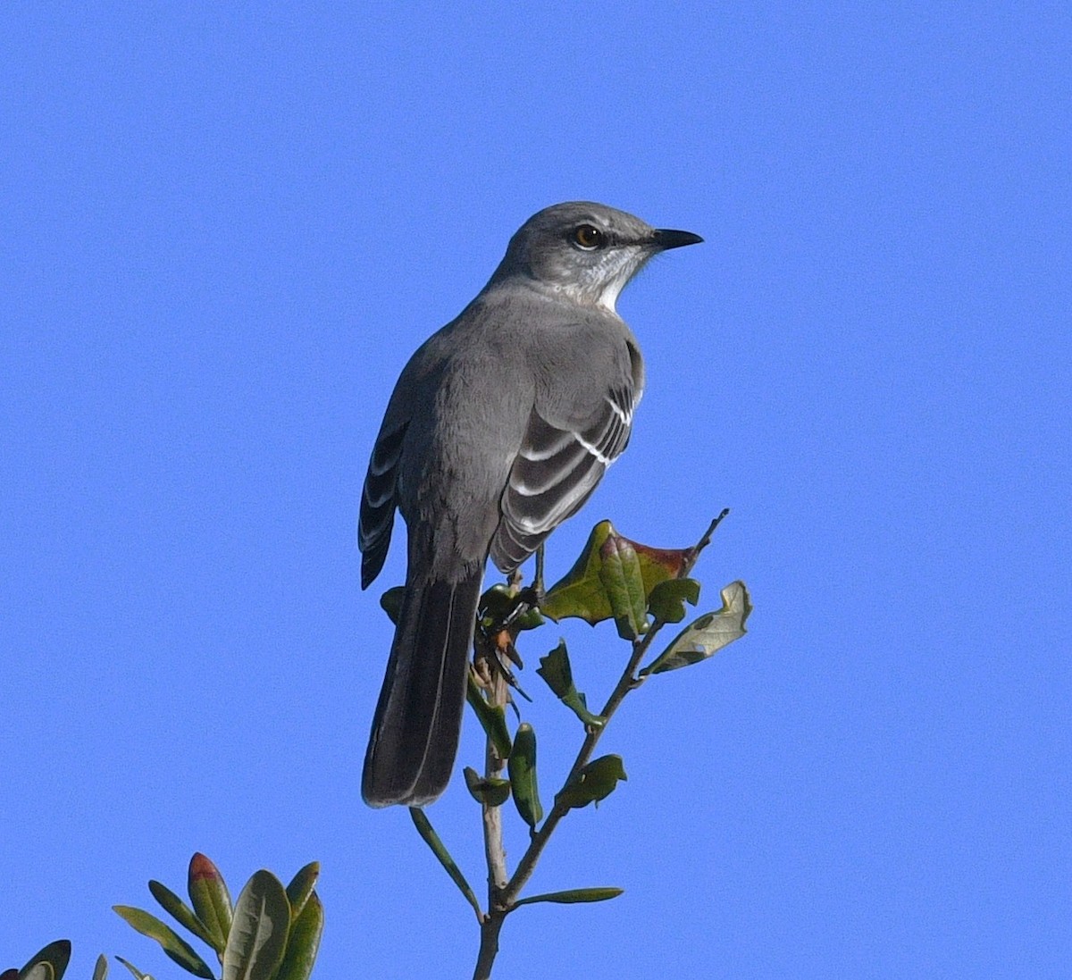 Gartenspottdrossel - ML646381952
