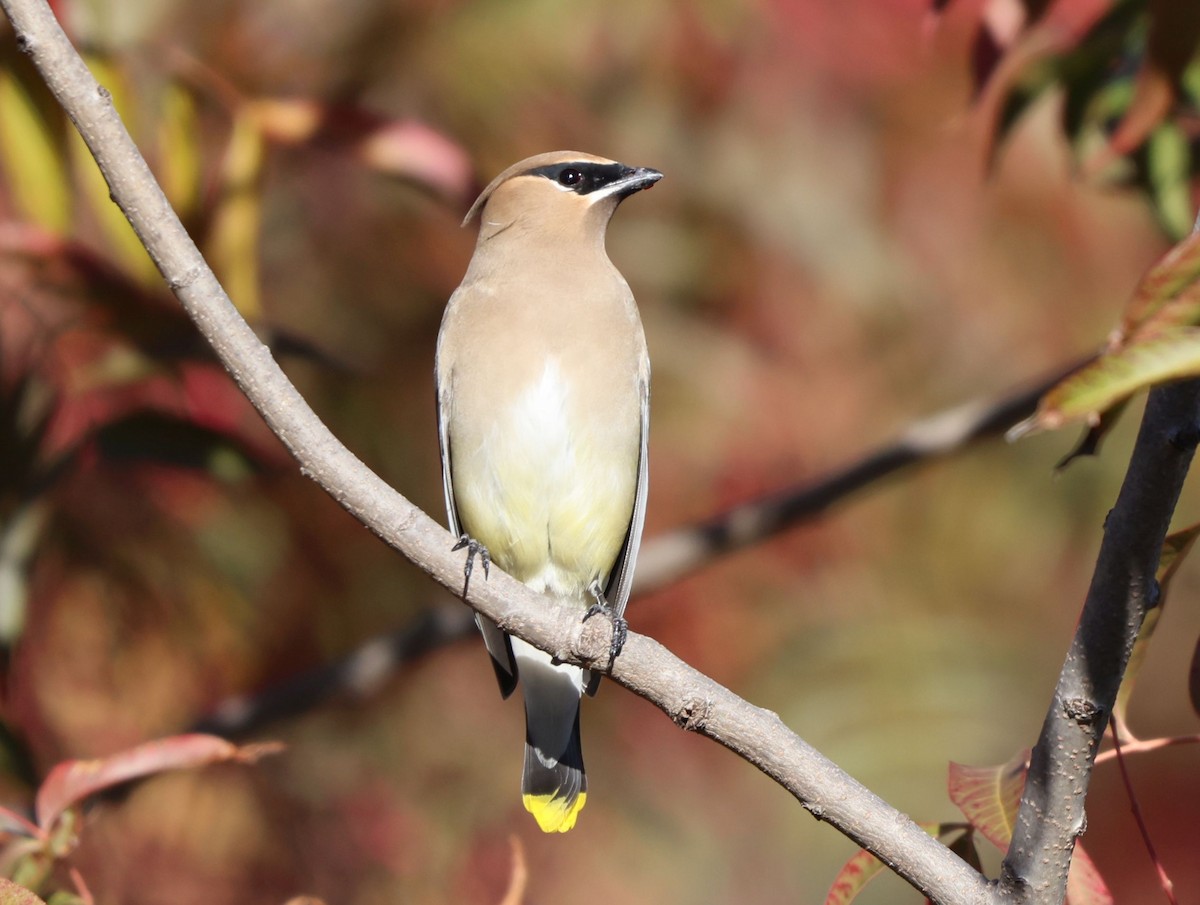 Cedar Waxwing - ML646381954