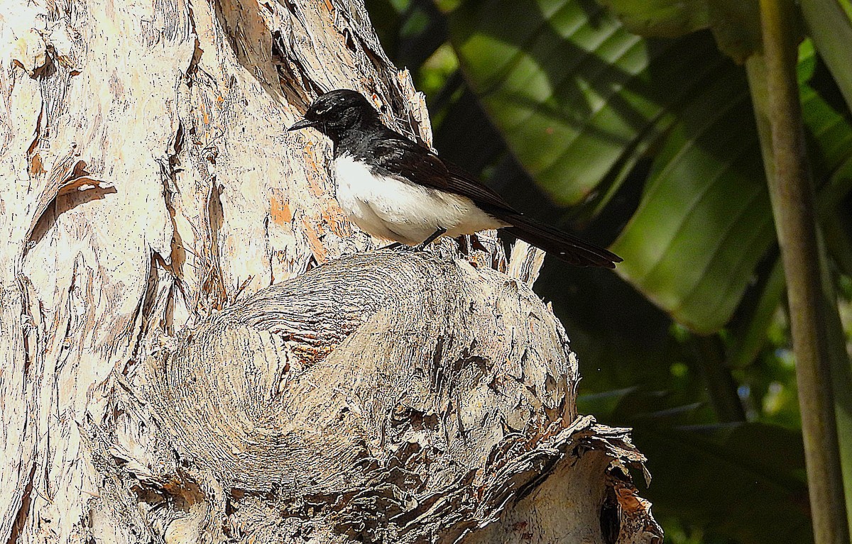 Rhipidure hochequeue - ML646381959