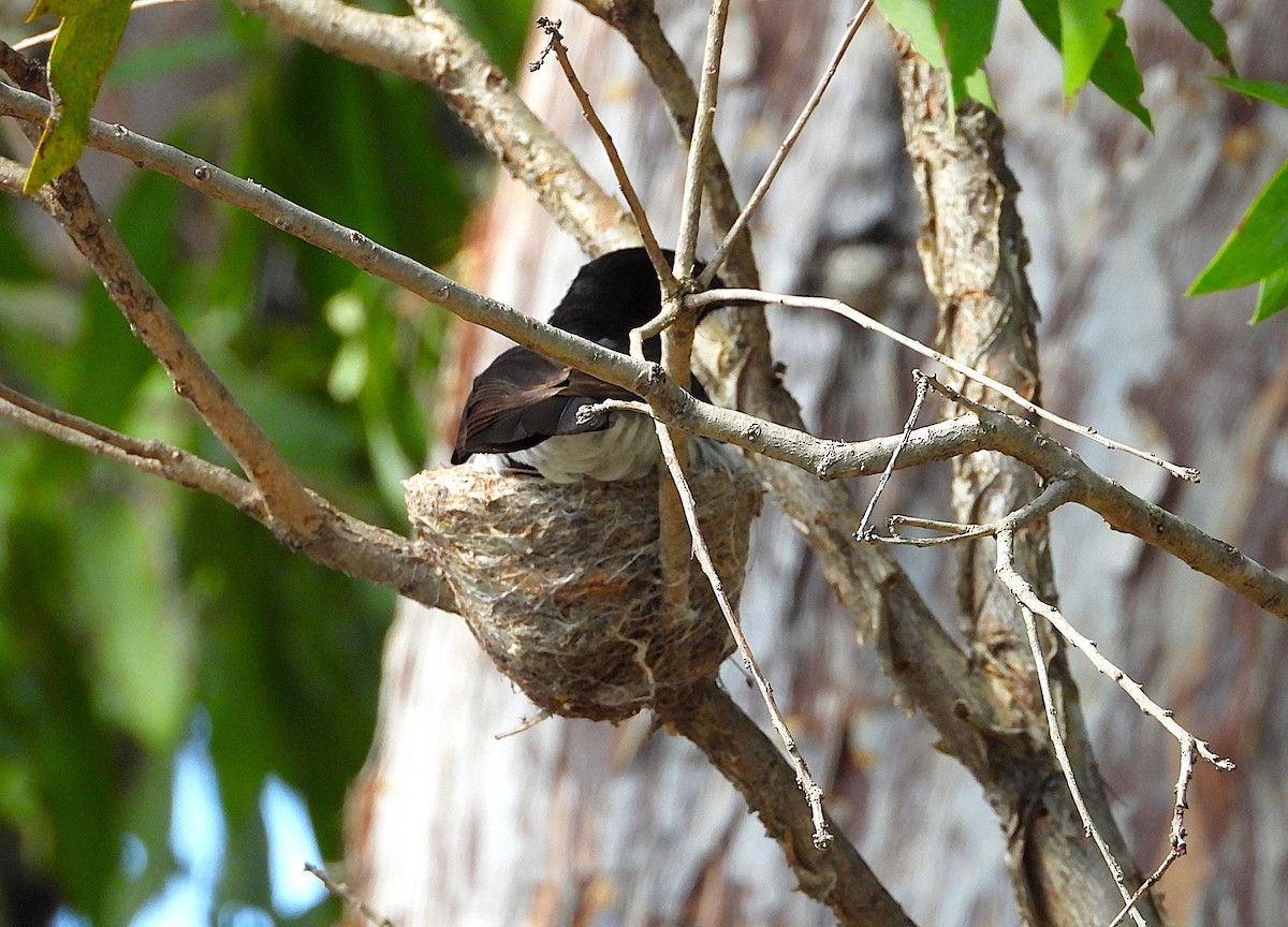 Rhipidure hochequeue - ML646381963