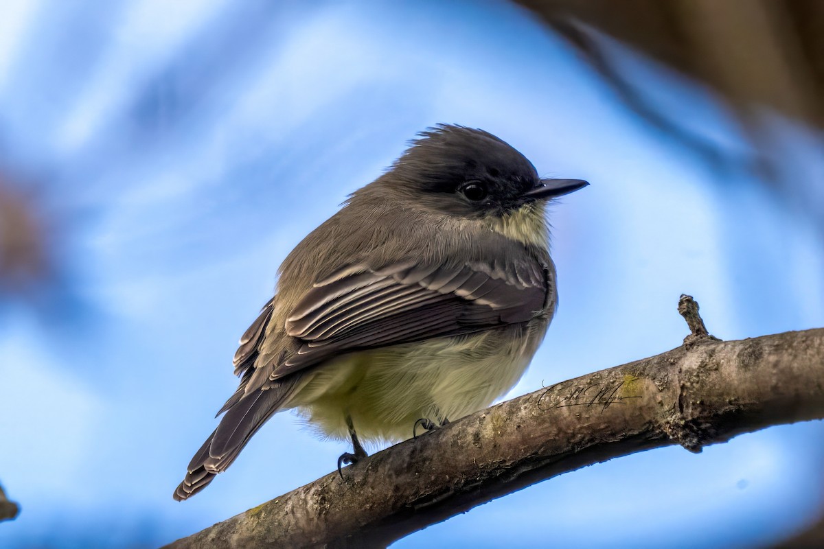 Moucherolle phébi - ML646381966