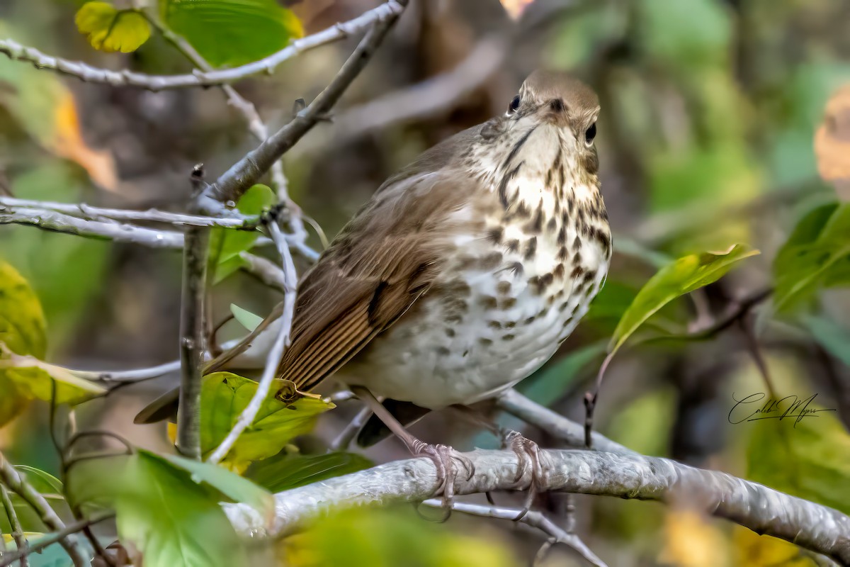 Tordo di Pallas - ML646381967