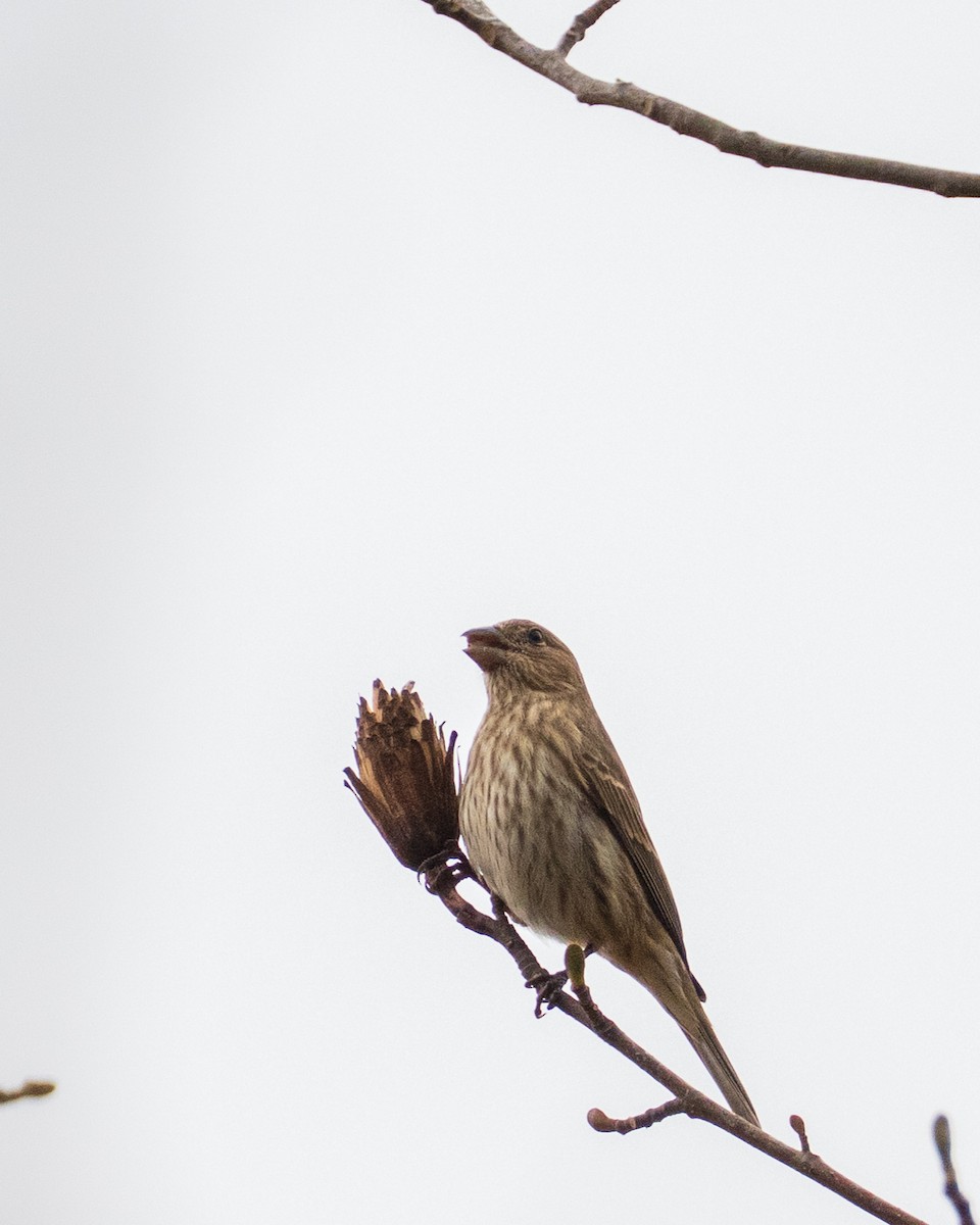 Roselin familier - ML646381968