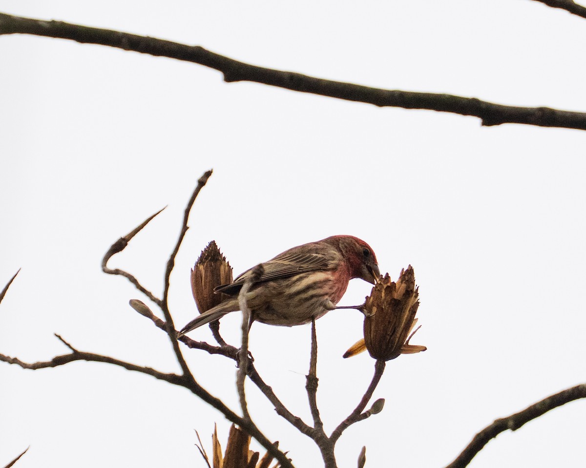 Roselin familier - ML646381969