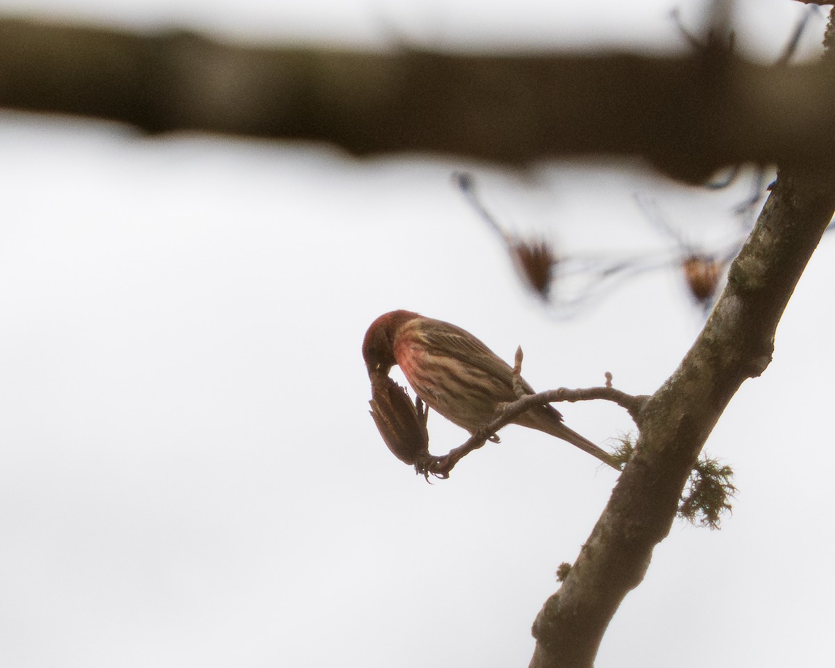 Roselin familier - ML646381970