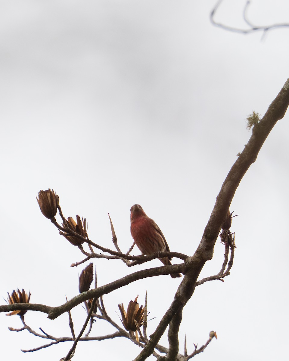 Roselin familier - ML646381971