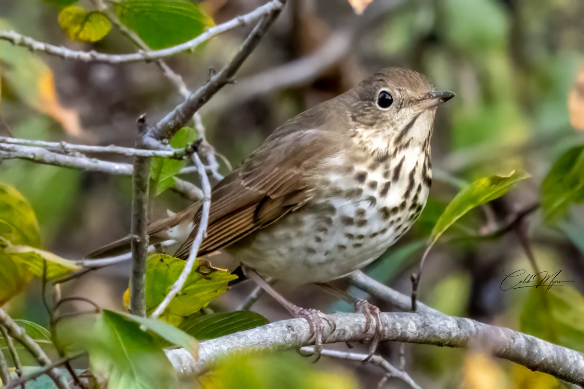 Tordo di Pallas - ML646381972