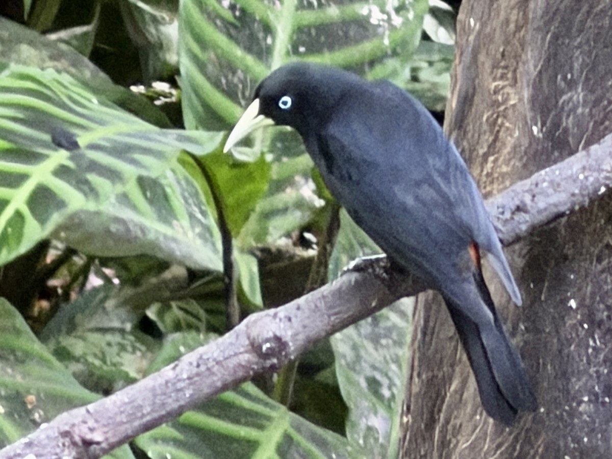 Cassique à dos rouge - ML646381973