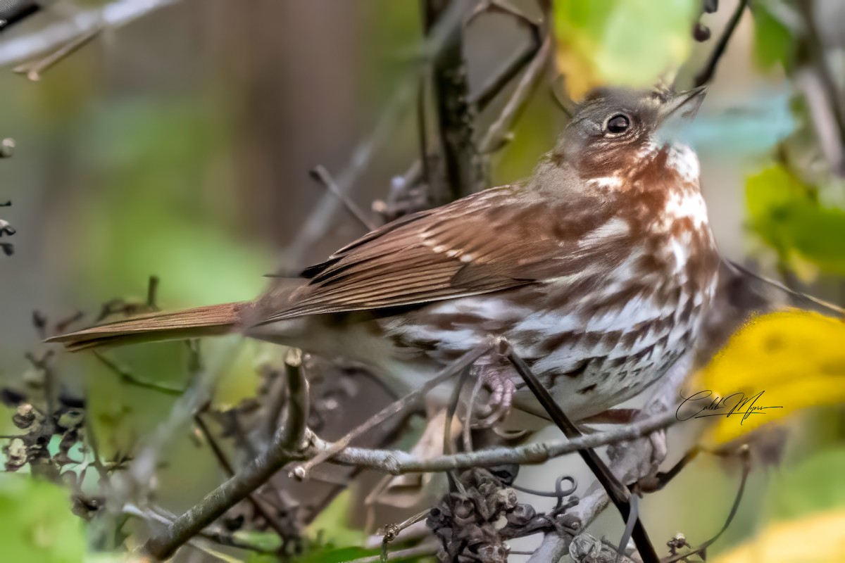 Bruant fauve - ML646381974