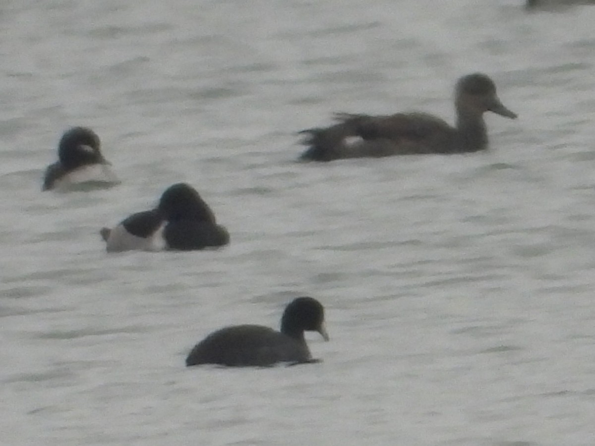 Canard chipeau - ML646381975