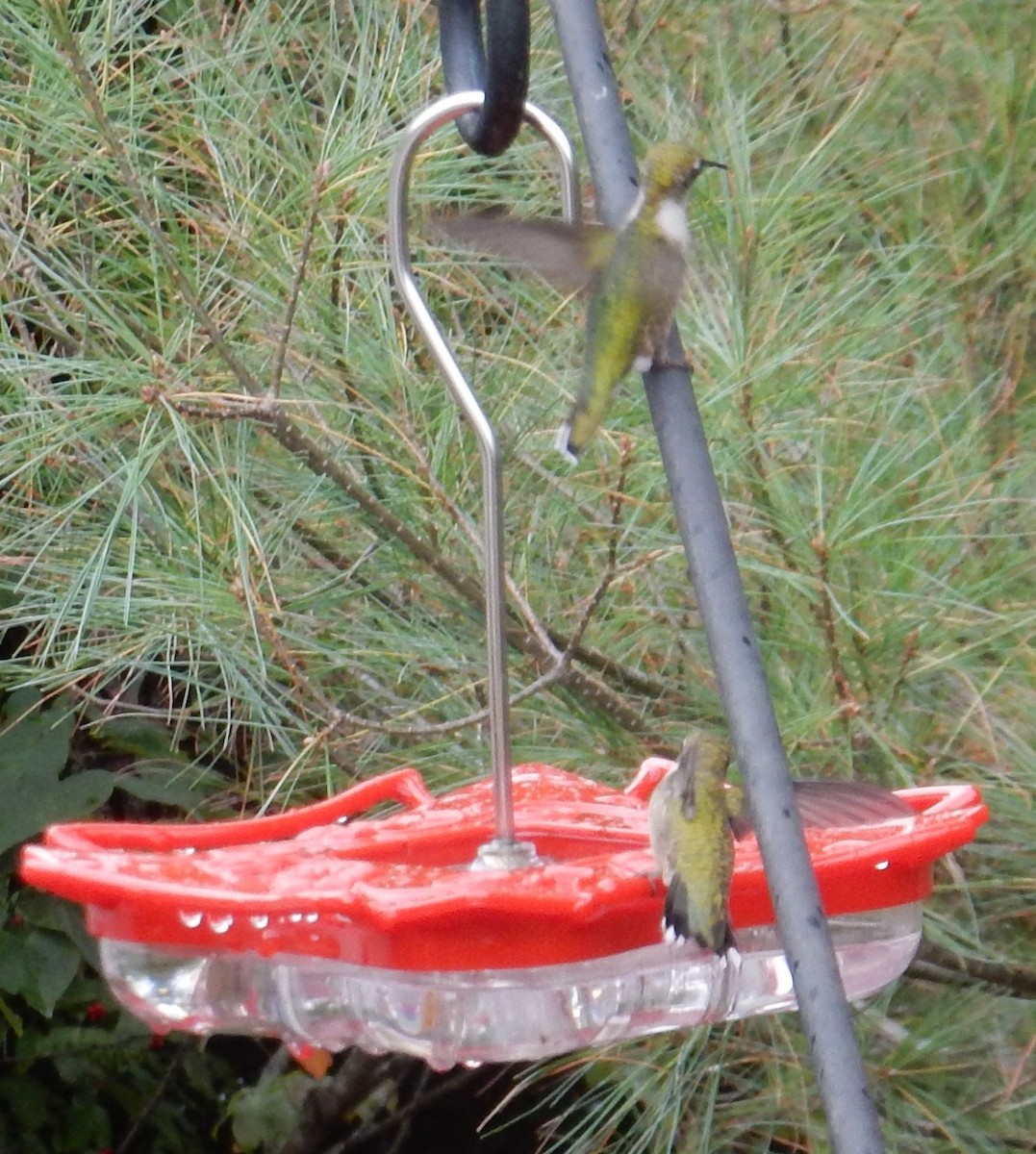 Colibri à gorge rubis - ML646381976