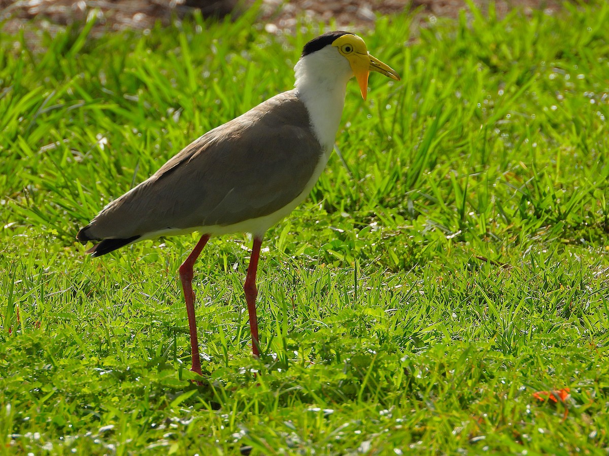 Vanneau soldat - ML646381978
