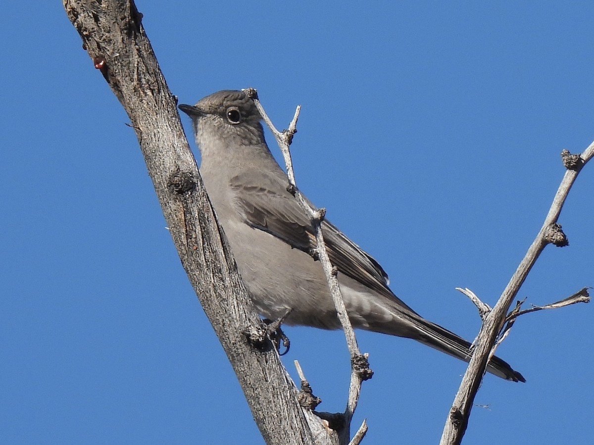 Solitaire de Townsend - ML646381979
