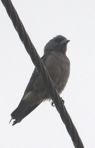 Langrayen brun - ML646381980