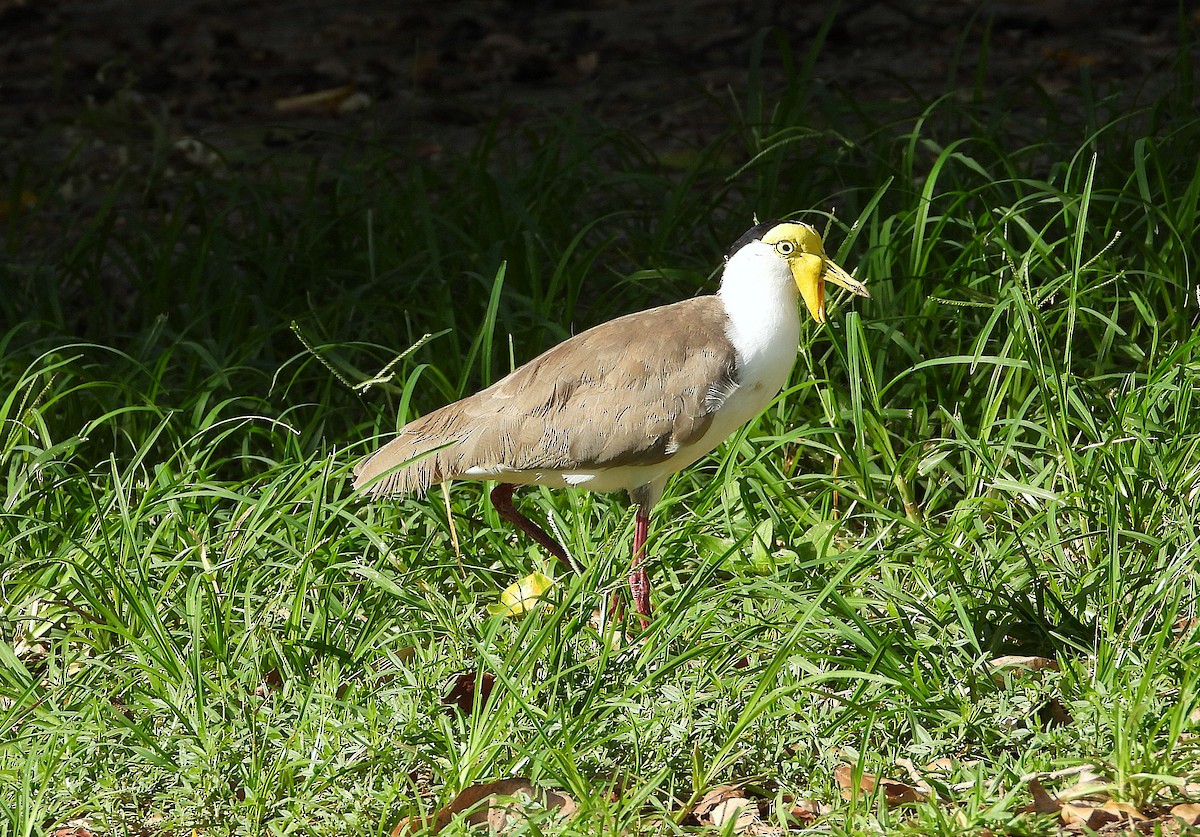 Vanneau soldat - ML646381985