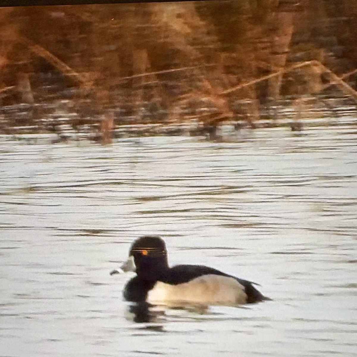 Fuligule à collier - ML646381986