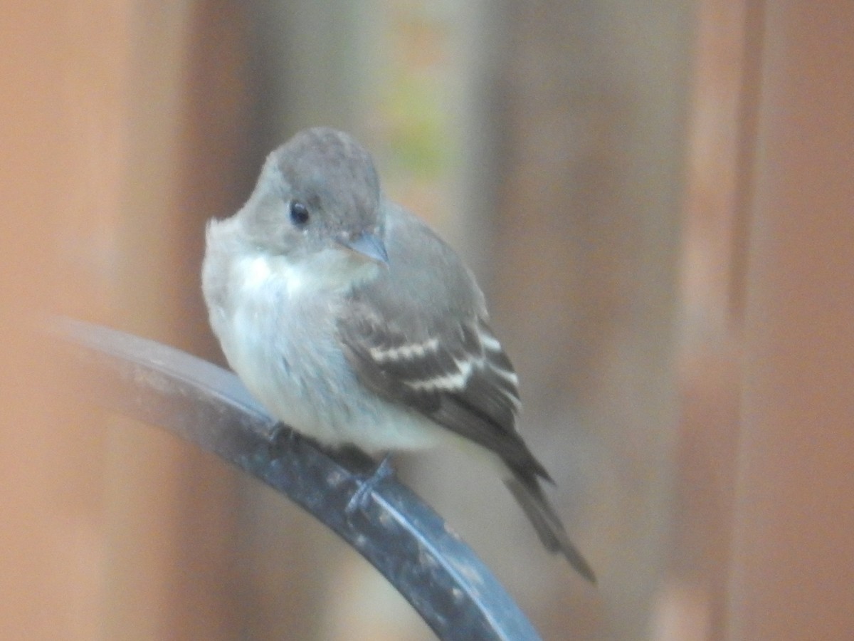 Pioui de l'Est - ML646381987