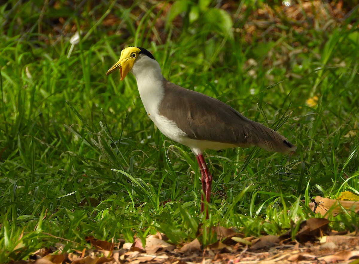 Vanneau soldat - ML646381988