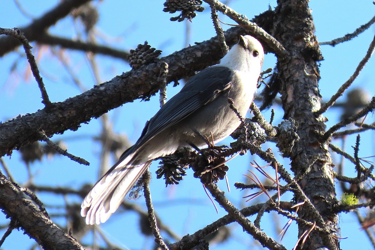 Mésangeai du Canada - ML646381989