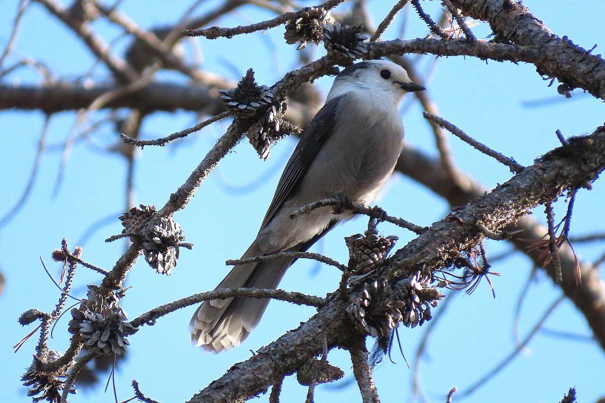 Mésangeai du Canada - ML646381990