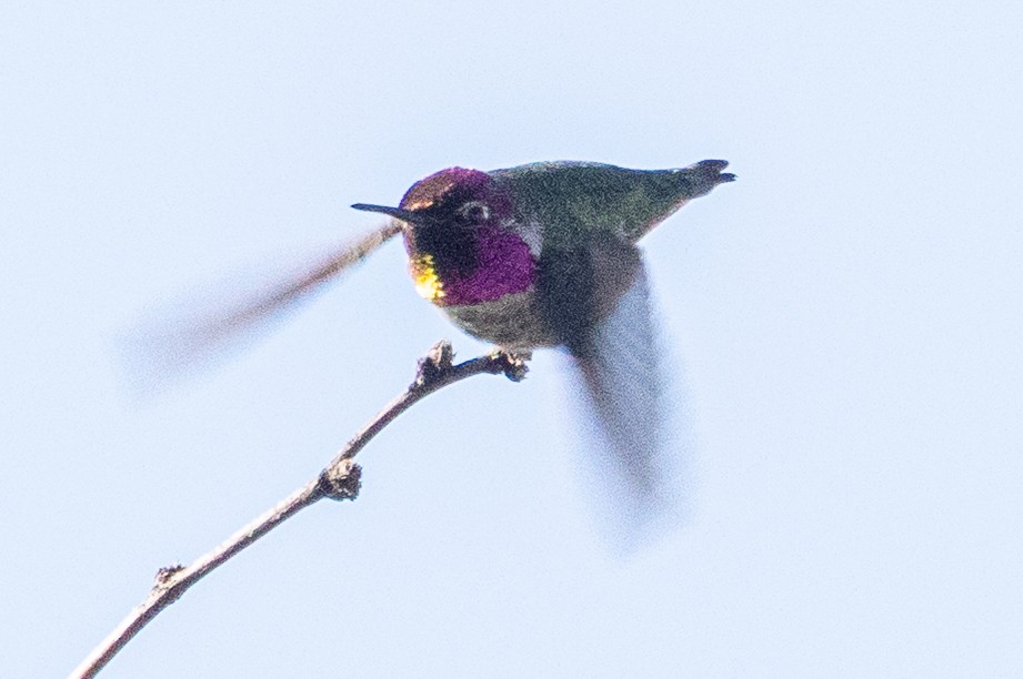 Colibri d'Anna - ML646381991