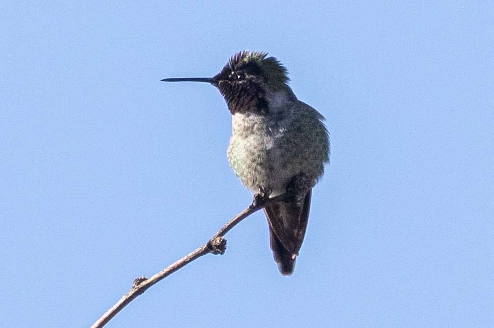 Colibri d'Anna - ML646381992