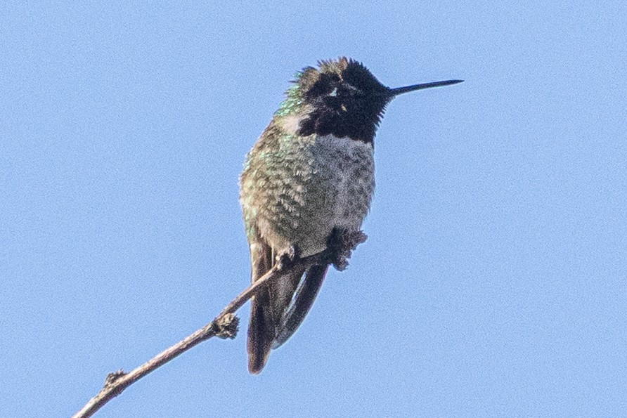 Colibri d'Anna - ML646381993