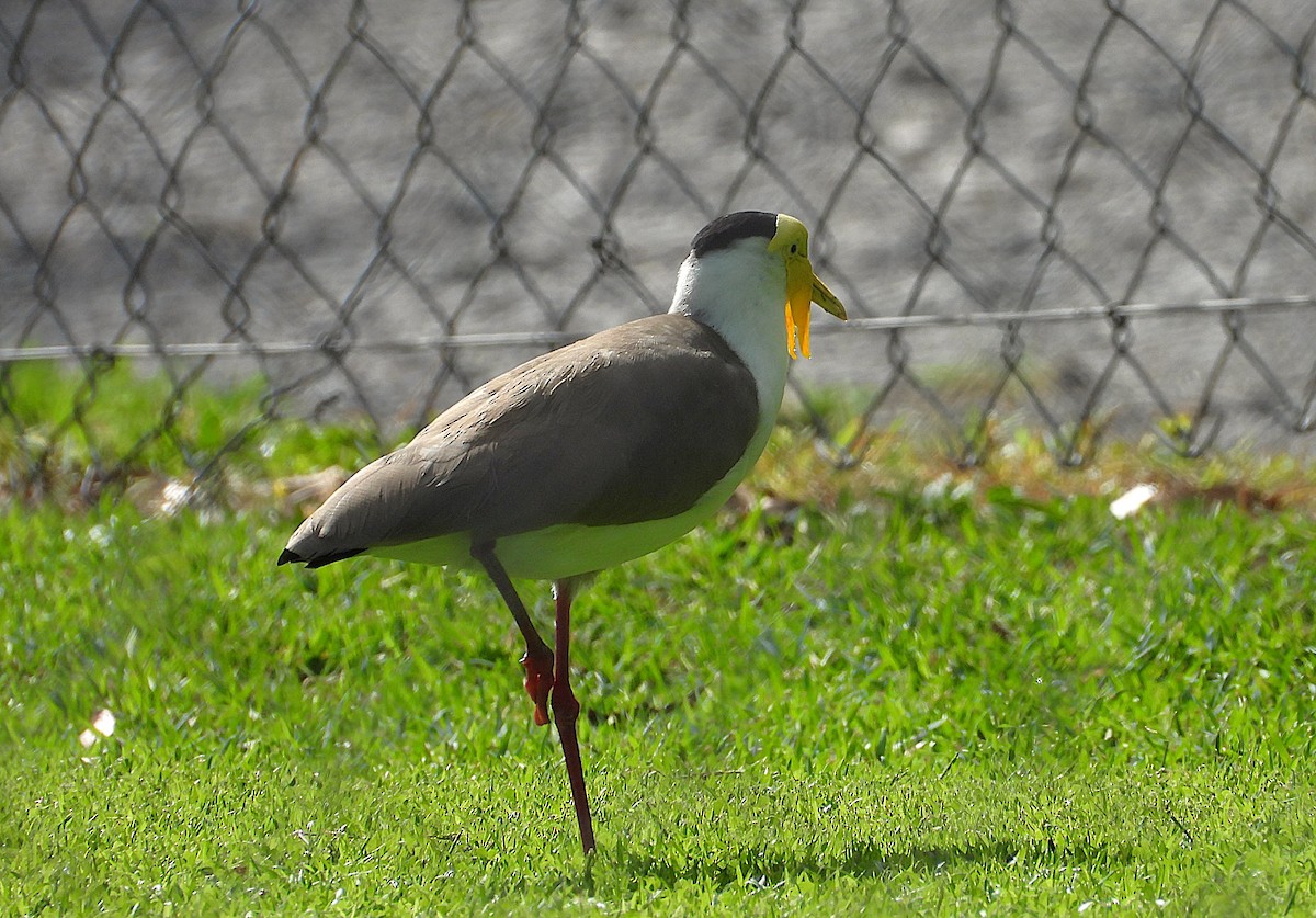 Vanneau soldat - ML646381995