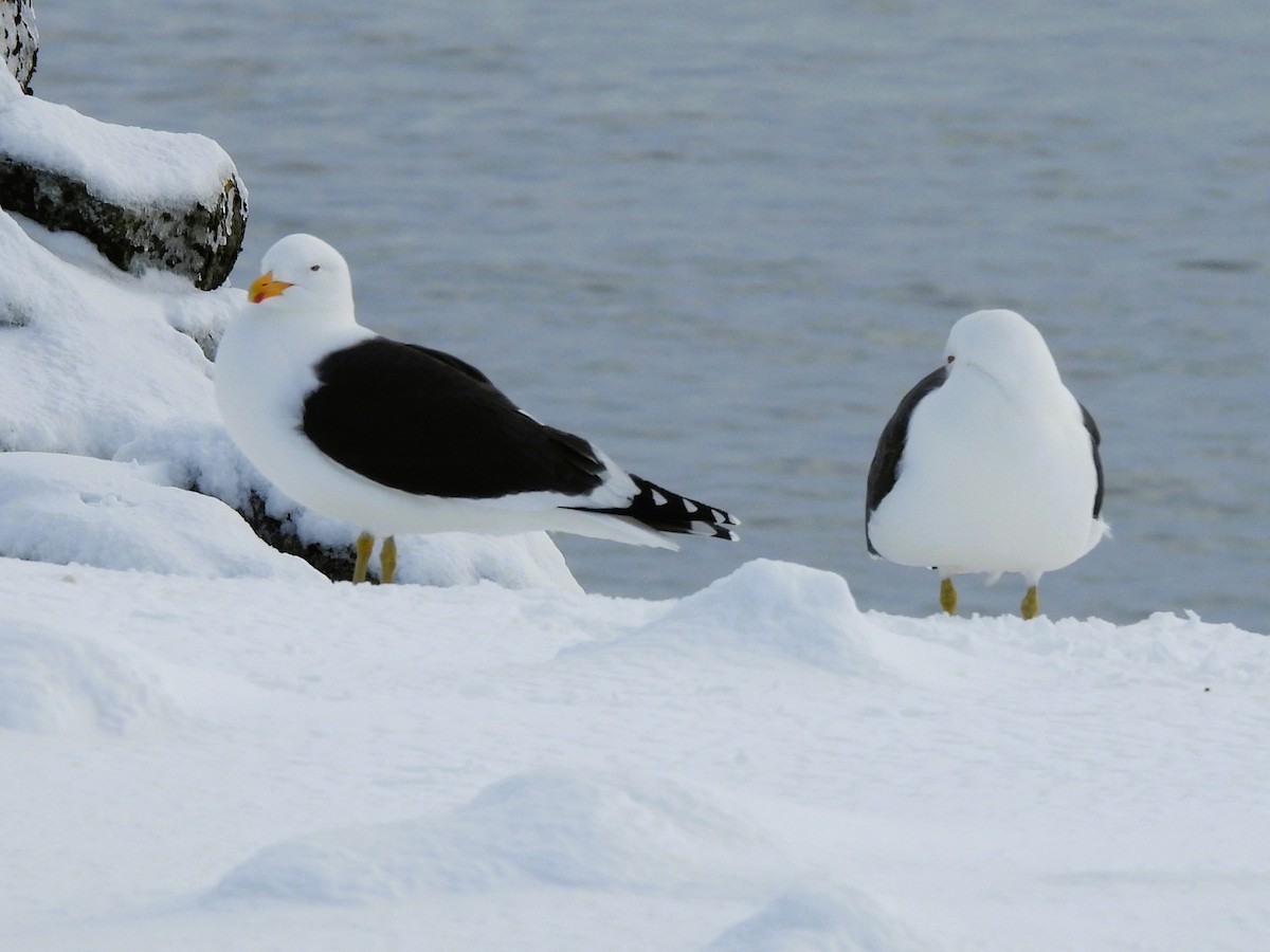 Goéland dominicain - ML646381996