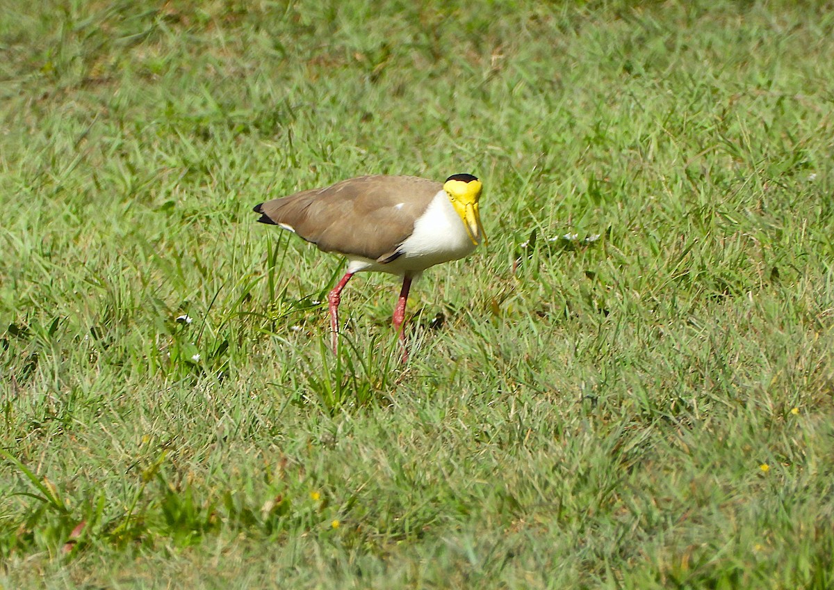 Vanneau soldat - ML646381997