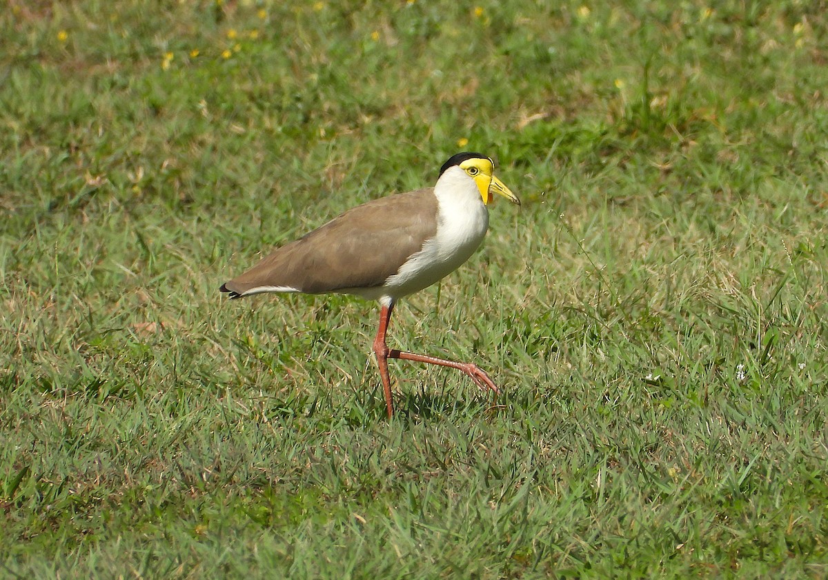 Vanneau soldat - ML646381998