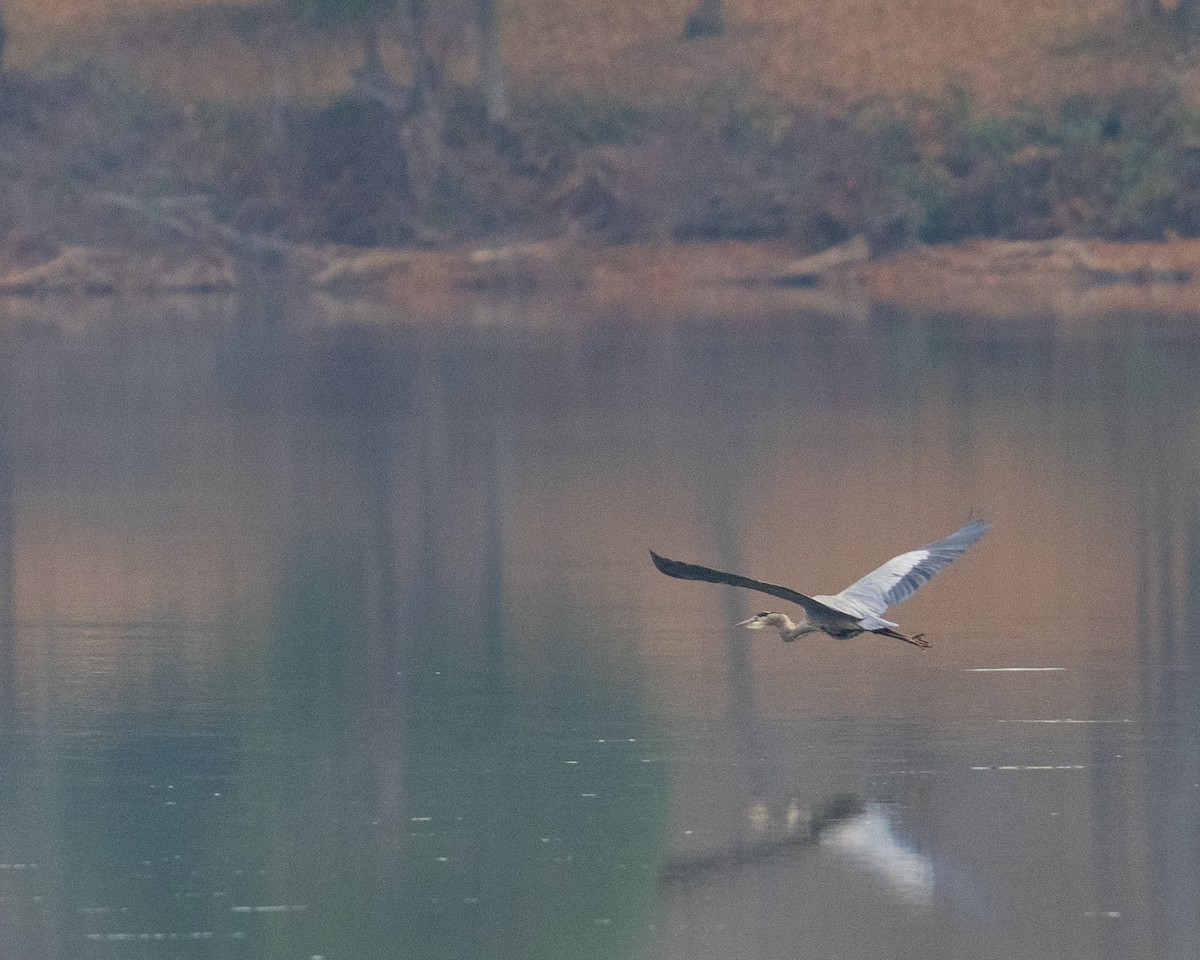 Grand Héron - ML646381999