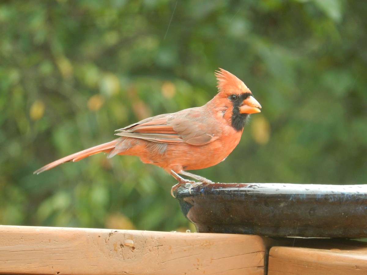 Cardinal rouge - ML646382001