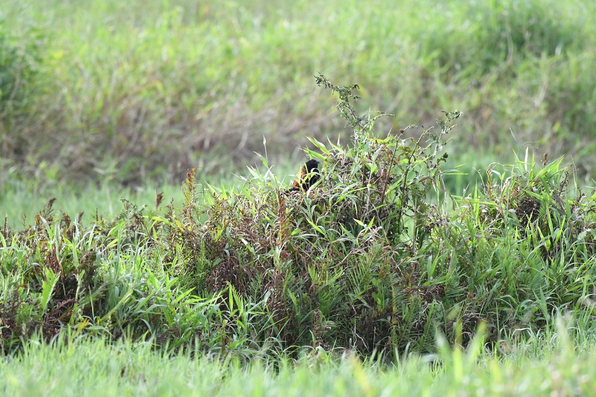 番鵑 - ML646382005